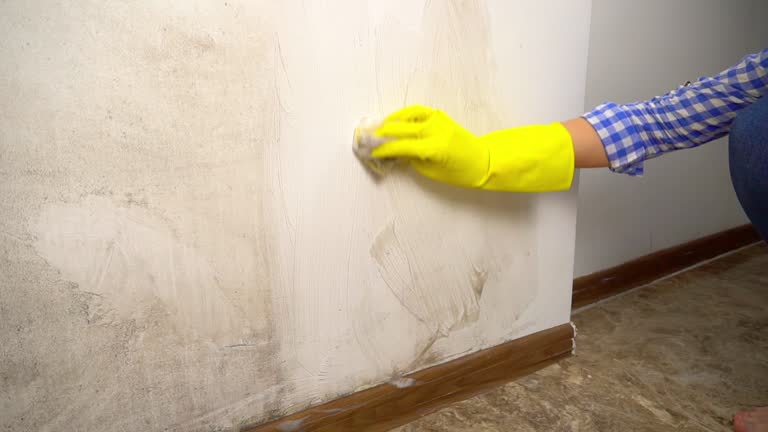 Best Mold Remediation for Healthcare Facilities  in Coleraine, MN