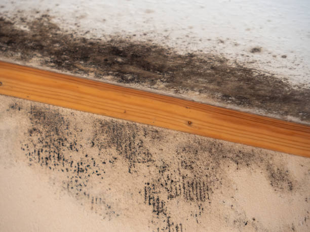 Best Real Estate Mold Inspection  in Coleraine, MN