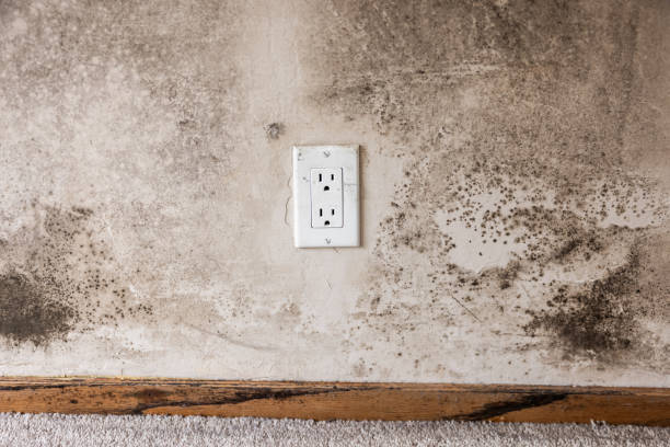 Best Environmental Consulting for Mold Prevention  in Coleraine, MN