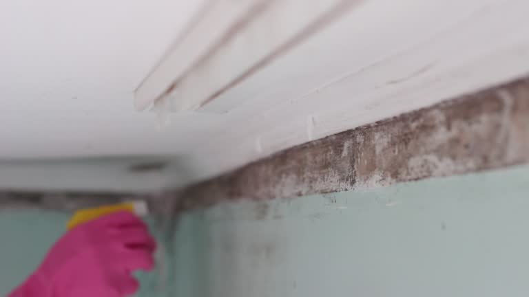 Best Water Damage & Mold Remediation  in Coleraine, MN